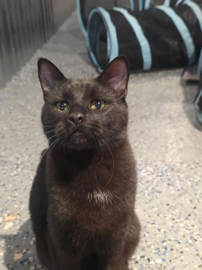 A young medium-sized male Black Domestic Short Hair cat named Mochi for adoption in Bethlehem, PA