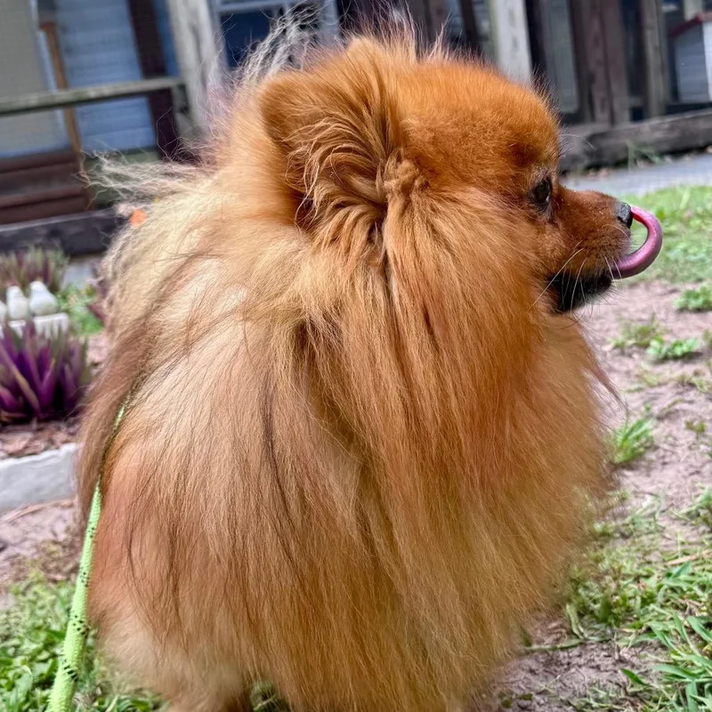 An adult small-sized male Red / Chestnut / Orange Pomeranian dog named Charlie for adoption in Lake Panasoffkee, FL