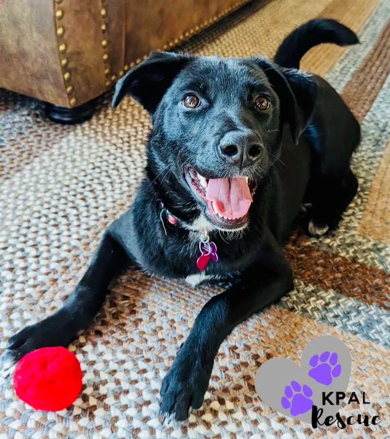 An adult medium-sized female Tricolor (Brown, Black, & White) Karelian Bear Dog named Chrissy Three’s Company for adoption in Kenai, AK