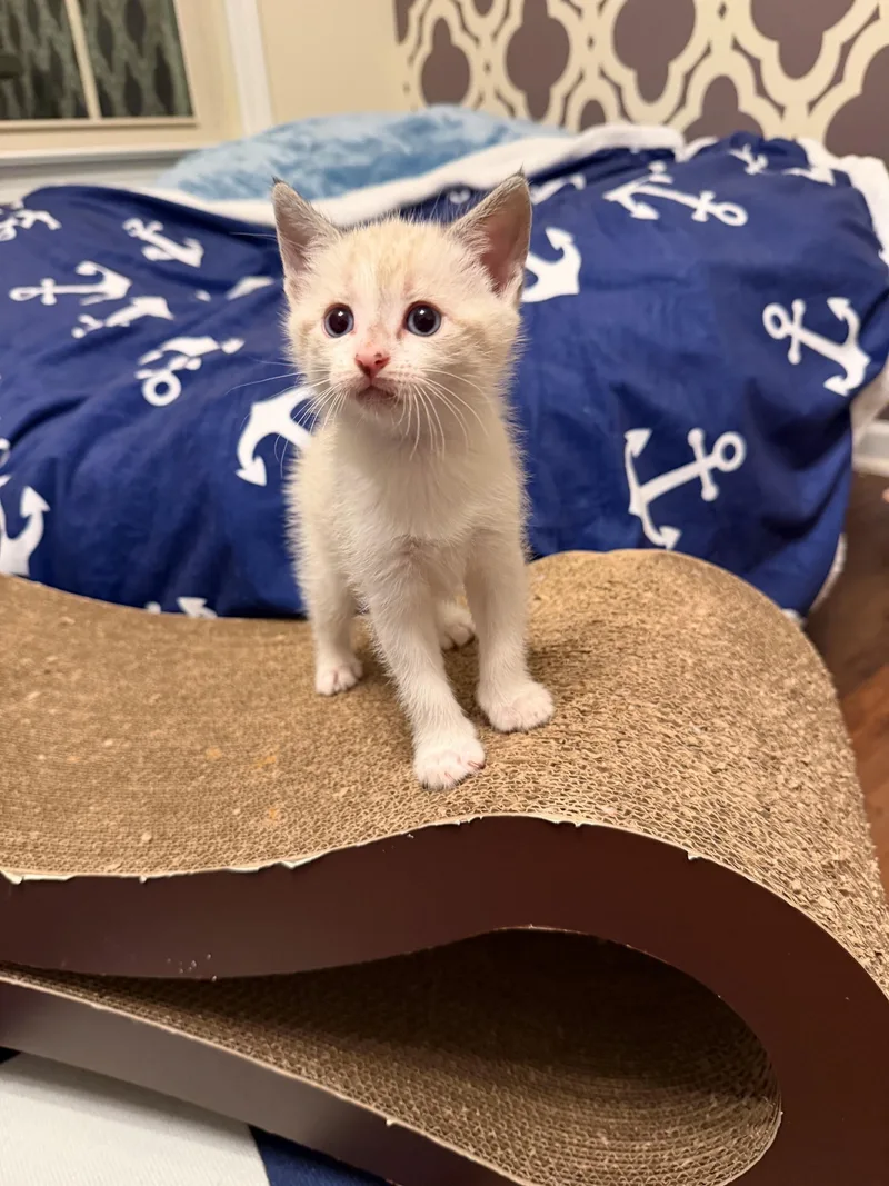 A young medium-sized male Gray / Blue / Silver Siamese cat named Blue for adoption in Marietta, GA