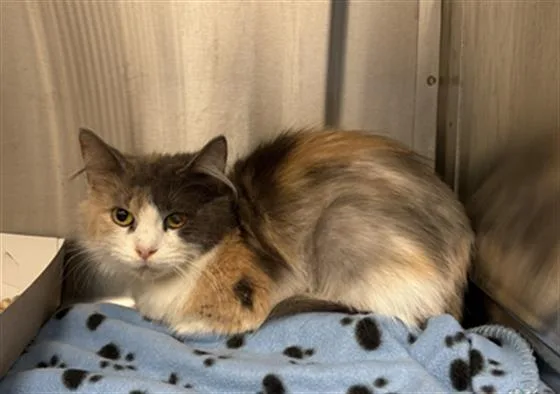 A young medium-sized female Domestic Long Hair cat named Omni for adoption in Indianapolis, IN