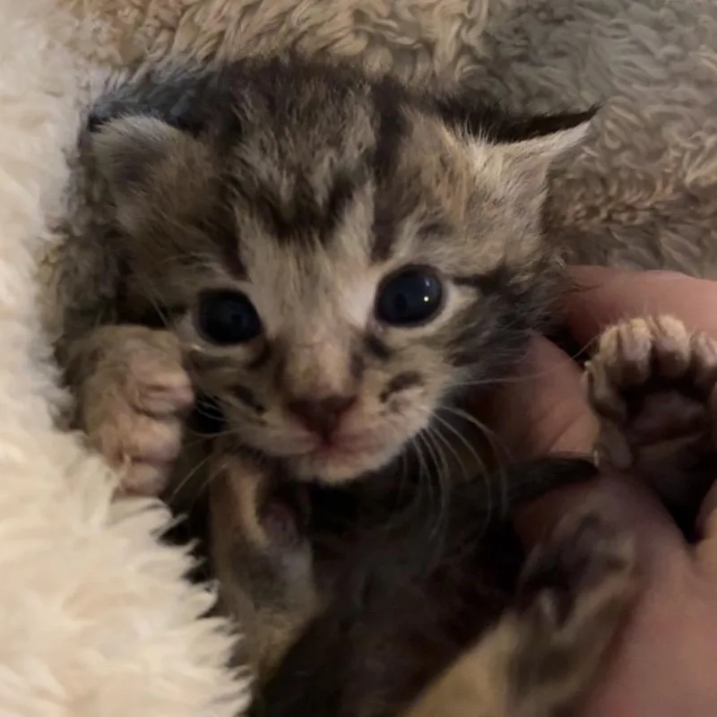 Meredith