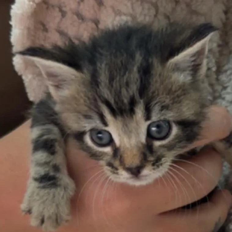 Meredith thumbnail 2