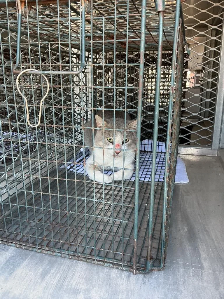 A young small-sized male Domestic Short Hair cat named Tim for adoption in New Braunfels, TX