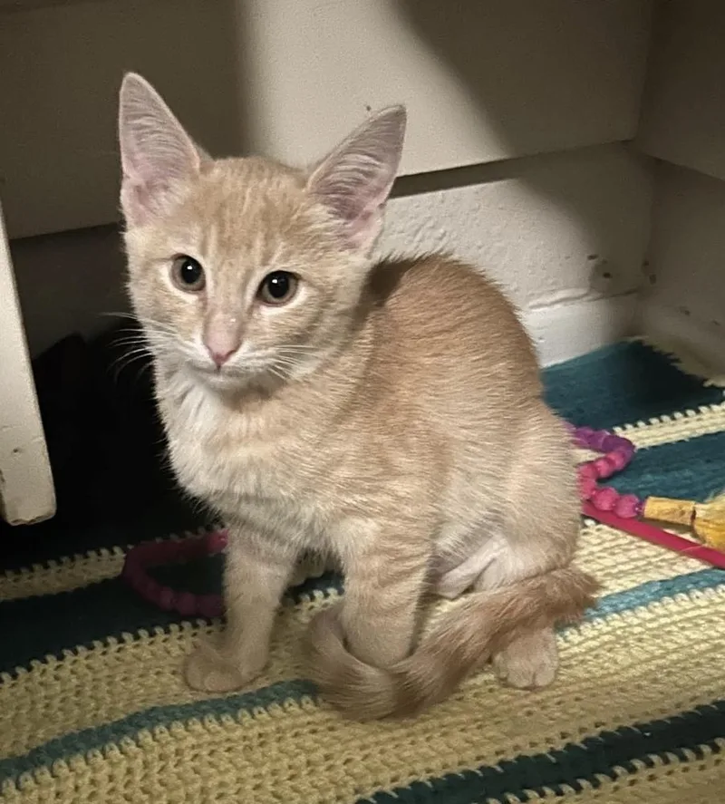A baby small-sized male Domestic Short Hair cat named Pepper Jack for adoption in tucson, AZ