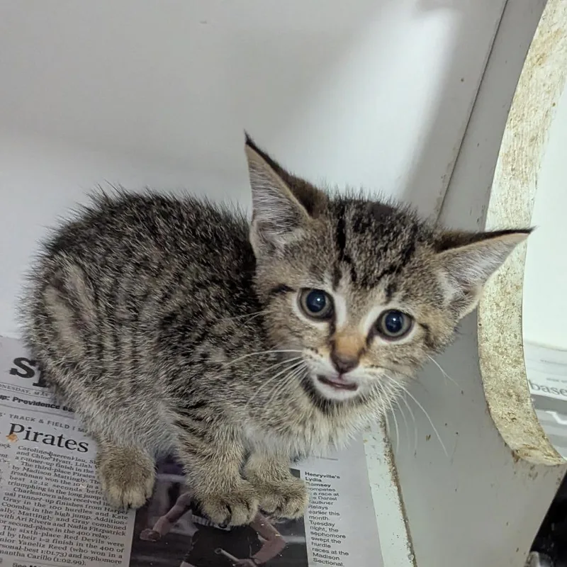 A baby small-sized female Brown / Chocolate Domestic Short Hair cat named Phoebe for adoption in Jeffersonville, IN