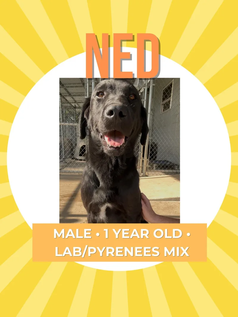 An adult large-sized male Black Labrador Retriever dog named Ned for adoption in Fort Payne, AL