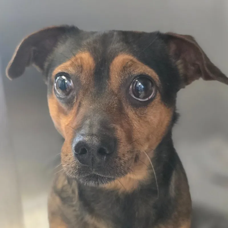 An adult small-sized male Brown / Chocolate Mixed Breed dog named Buscemi for adoption in Huntsville, AL