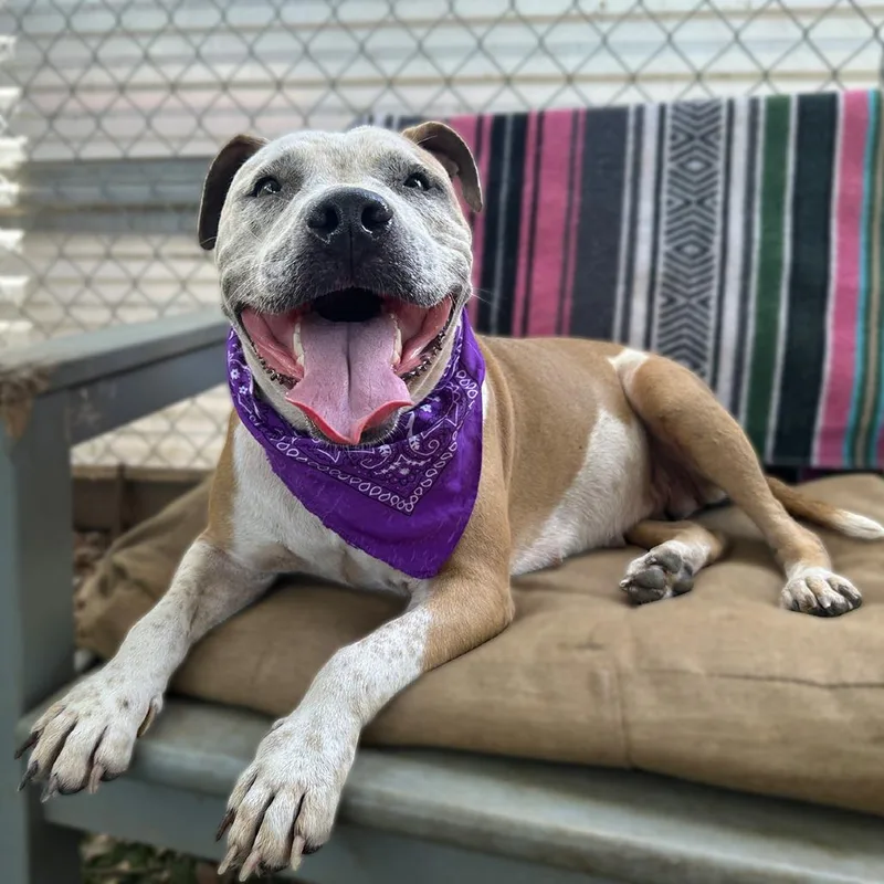 An adult medium-sized female White / Cream Pit Bull Terrier dog named Petals for adoption in Salt Lake City, UT