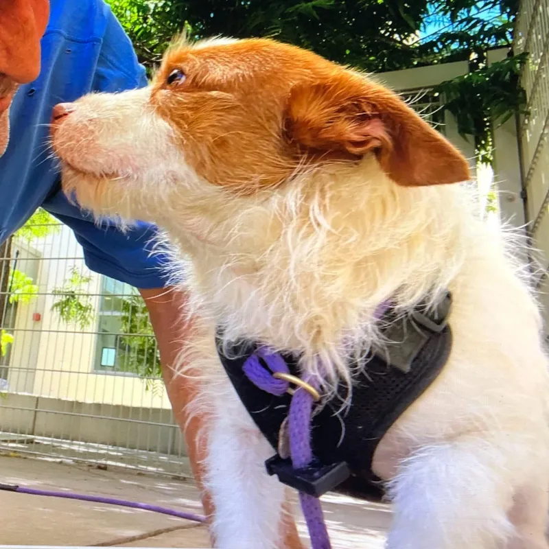 A senior small-sized male Mixed Breed dog named Finn for adoption in Lafayette, CA