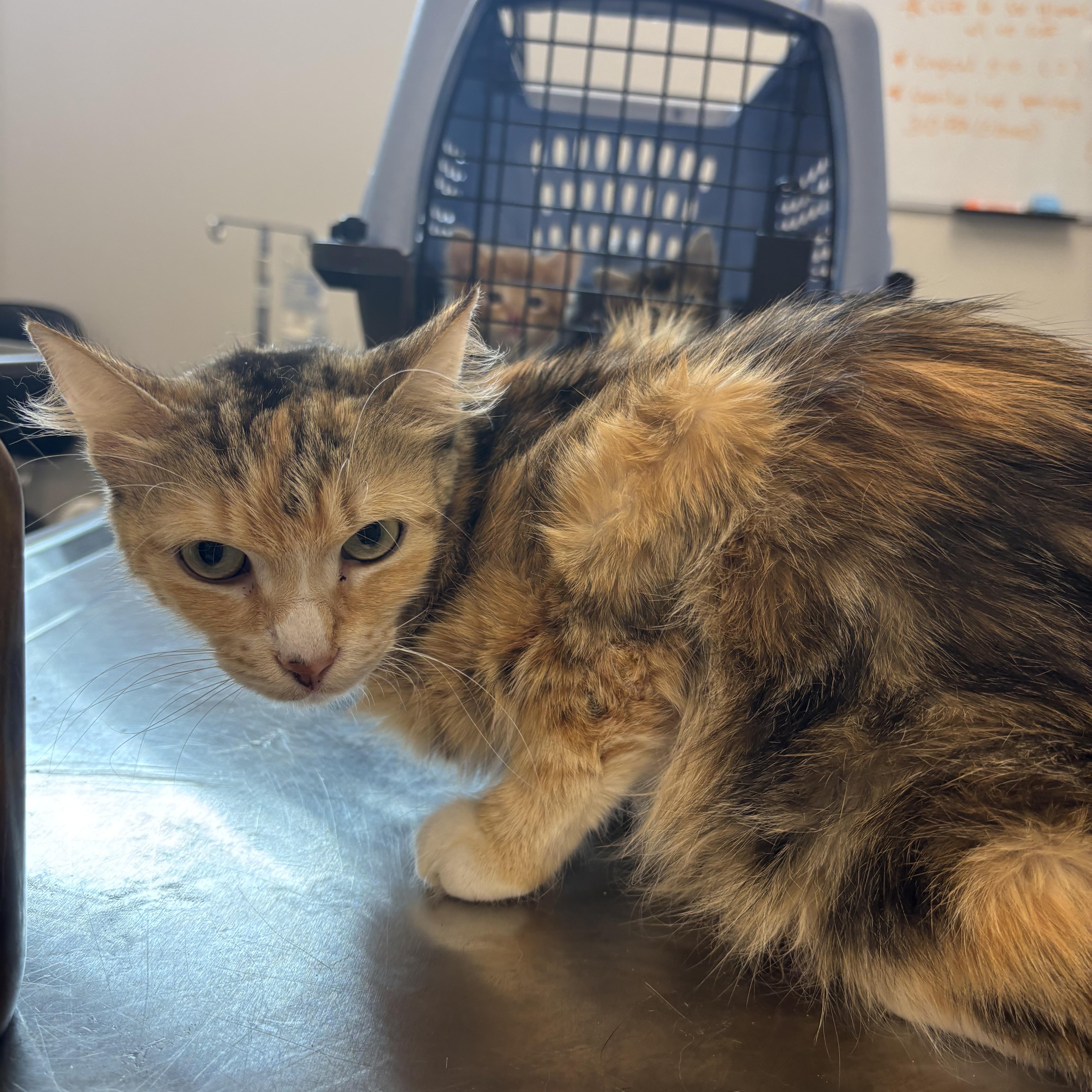 An adult medium-sized female Dilute Calico Domestic Medium Hair cat named Cfo for adoption in Evanston, IL