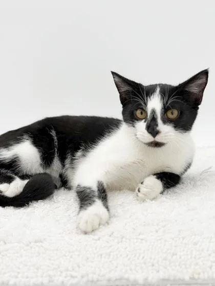 A young small-sized male Domestic Short Hair cat named Juno for adoption in Bowling Green, KY