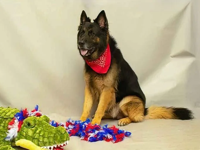 A young large-sized male Black German Shepherd Dog dog named Champ for adoption in Sanford, FL