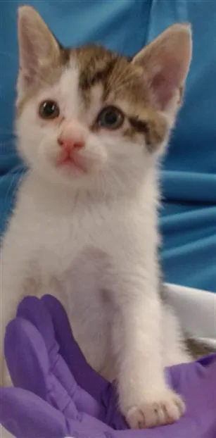 A baby small-sized female Domestic Short Hair cat named Alixis for adoption in Miami, FL