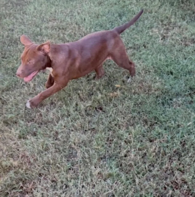 A baby large-sized female Chocolate Labrador Retriever dog named Cauldron for adoption in Evergreen, CO