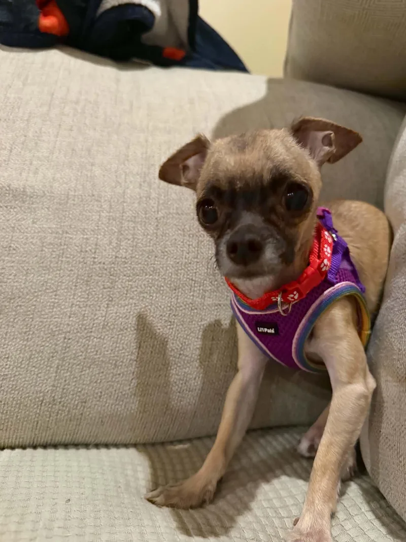 A young small-sized male Bicolor Chihuahua dog named Gizmo for adoption in Calera, AL