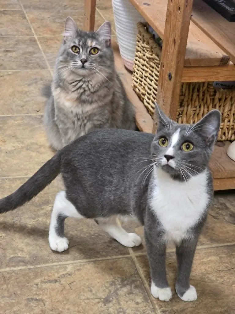 A baby medium-sized female Domestic Short Hair cat named Lilith for adoption in Sprakers, NY