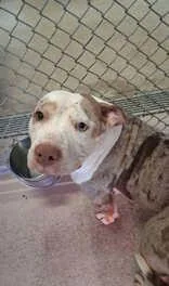 An adult medium-sized female Brown / Chocolate Pit Bull Terrier dog named Tilly for adoption in Moline, IL