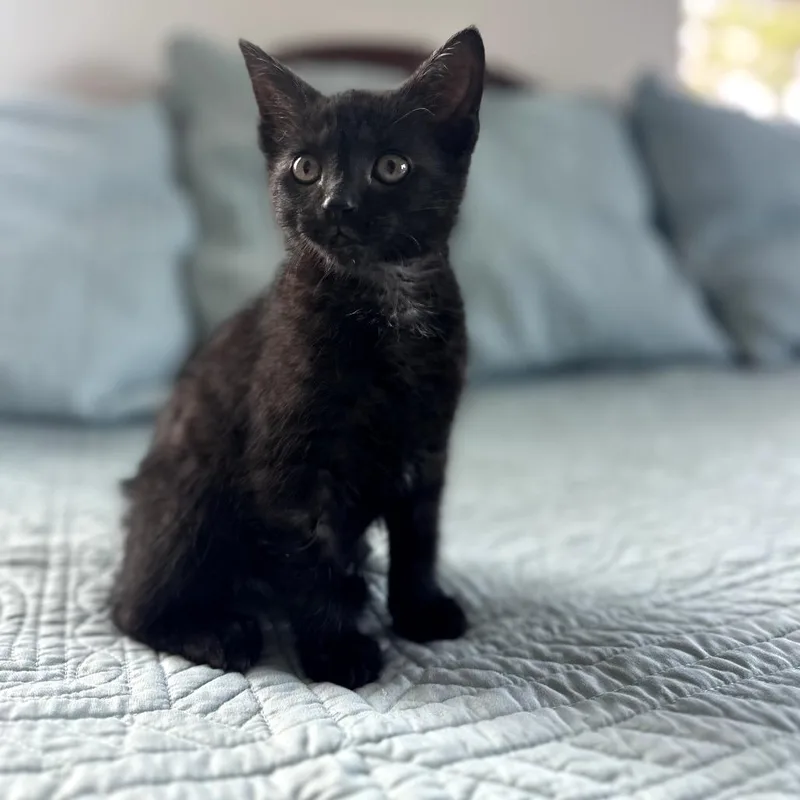 A baby small-sized female Black Domestic Short Hair cat named Miso Soup for adoption in Abingdon, MD
