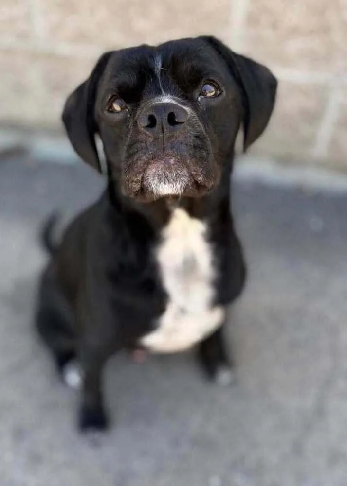 An adult large-sized male Tricolor (Brown, Black, & White) Pug dog named Cherokee for adoption in Eagle, ID