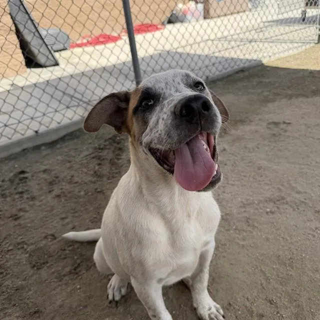 A young small-sized male Shepherd dog named Canelo for adoption in Thousand Palms, CA