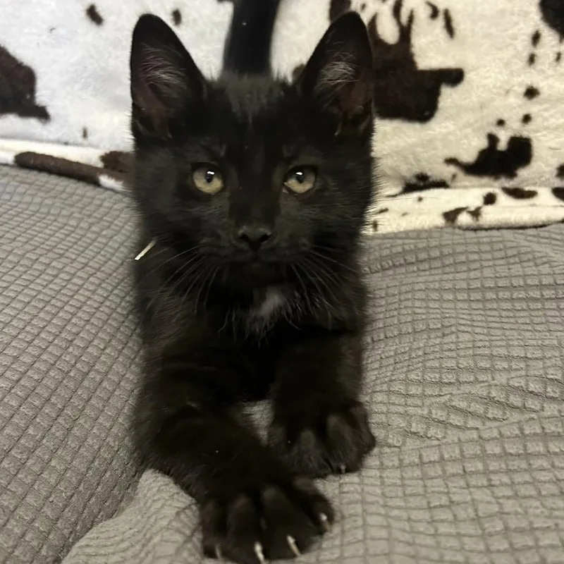 A baby small-sized male Black Domestic Short Hair cat named Bryce for adoption in Buffalo, MN