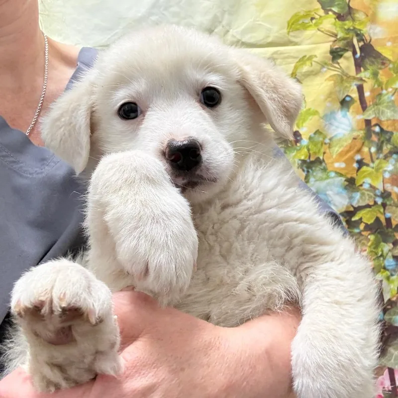 A baby large-sized male White / Cream Great Pyrenees dog named Fonzie for adoption in Normal, IL