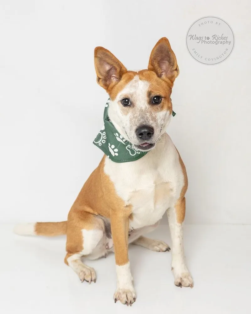 A baby medium-sized female White / Cream Basenji dog named Amy for adoption in Tuscaloosa, AL