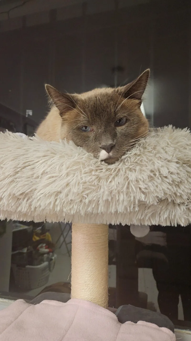 An adult extra large-sized male Domestic Short Hair cat named Devlin for adoption in Lakewood, CO