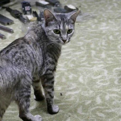 An adult small-sized female Black Domestic Short Hair cat named Catphrodite for adoption in Atlanta, GA