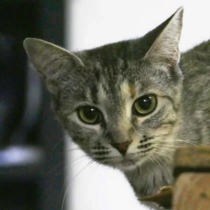 Catphrodite thumbnail 2