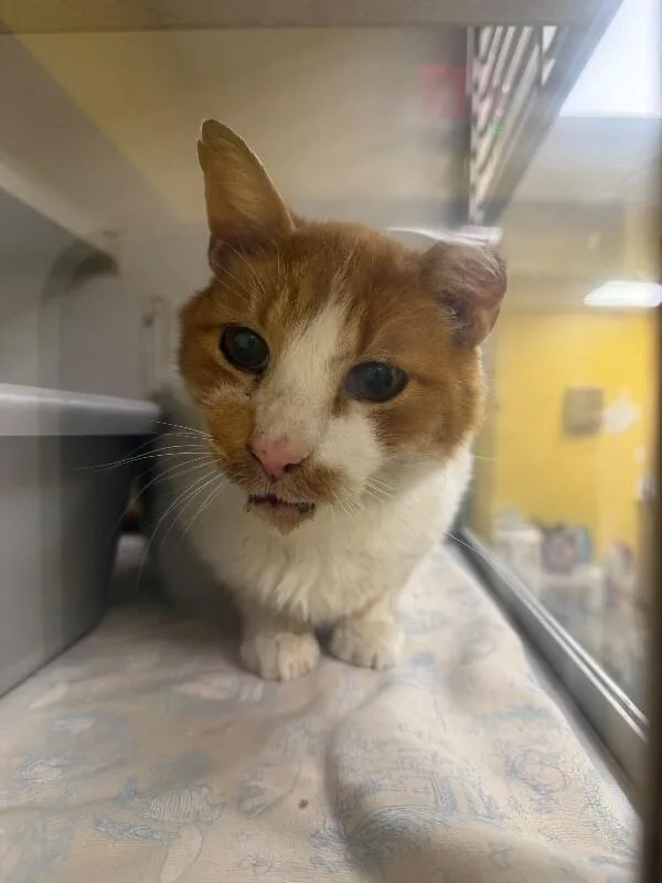 An adult medium-sized male Orange / Red Domestic Short Hair cat named Sunny D for adoption in Osseo, MI