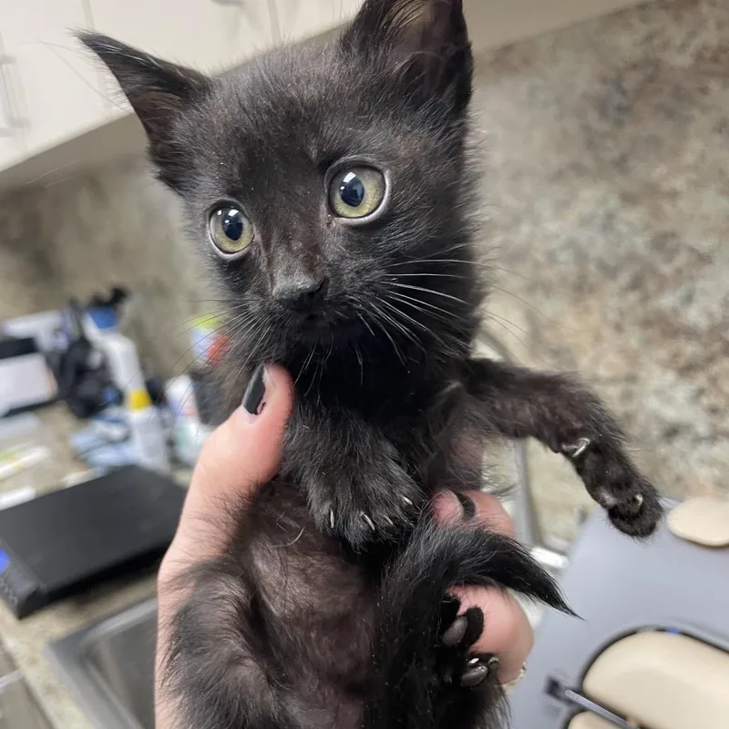 Meowtini