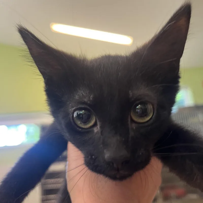A young small-sized female Black Domestic Short Hair cat named Jeanette for adoption in Chicago, IL