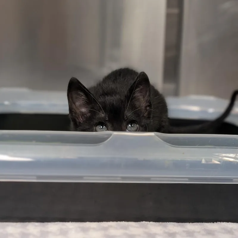 A baby small-sized female Black Domestic Short Hair cat named Shark for adoption in Bryan, TX