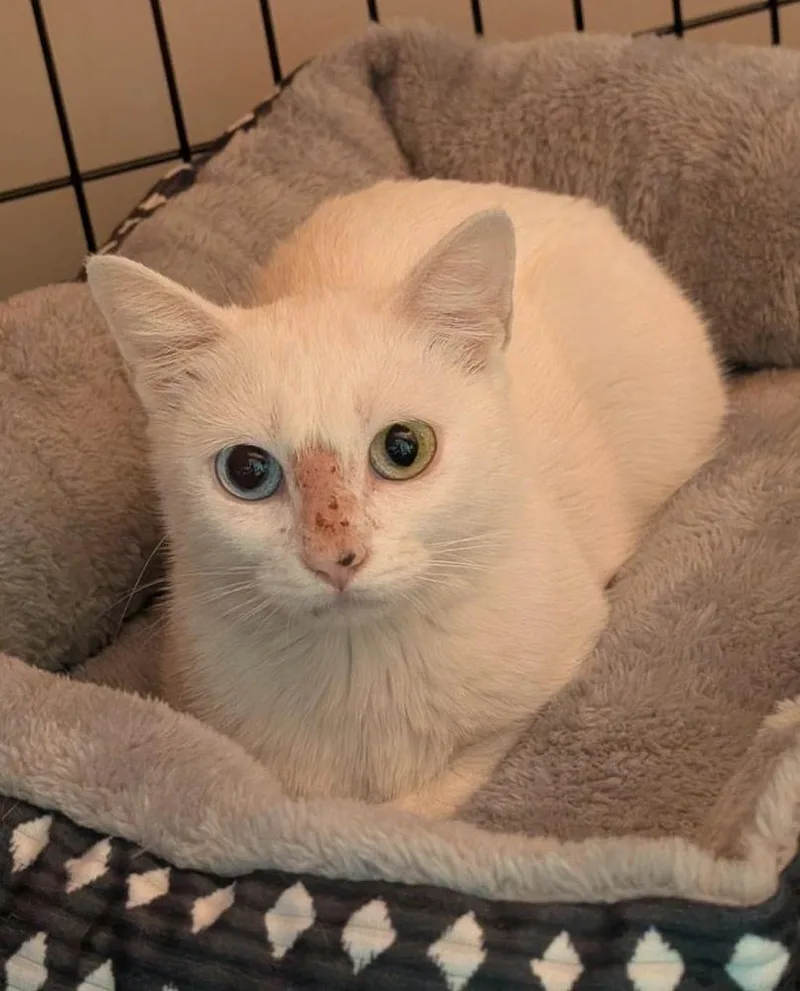 A young small-sized female Cream / Ivory Domestic Short Hair cat named Catra Grifols for adoption in Poplar Grove, IL