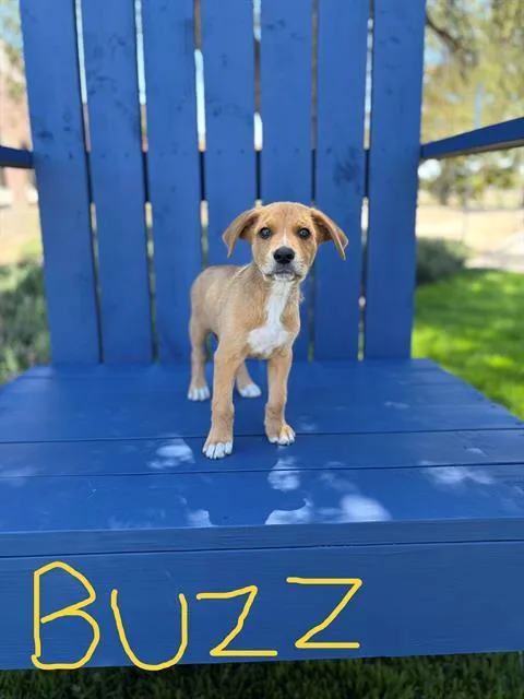 Buzz