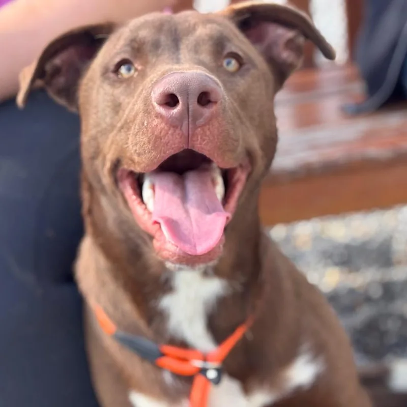 An adult medium-sized male Brown / Chocolate Mixed Breed dog named Coffee for adoption in York, PA