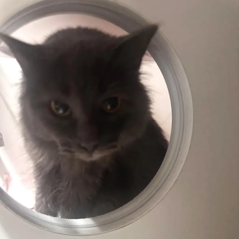 An adult medium-sized female Gray / Blue / Silver Domestic Long Hair cat named Hoggle for adoption in Dearborn, MI