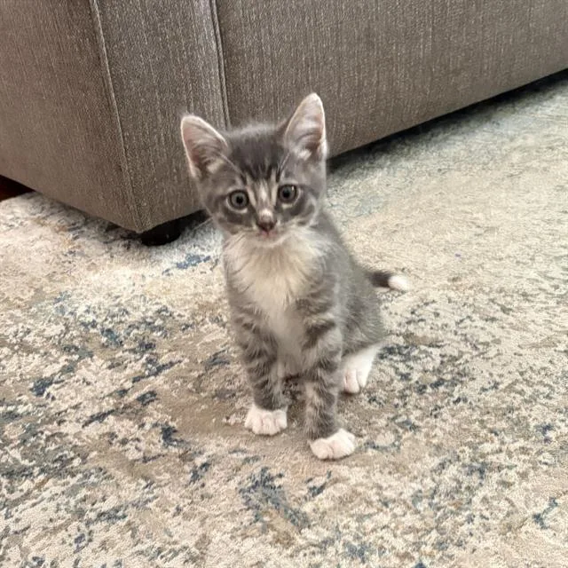 A baby small-sized male Domestic Short Hair cat named Cairo for adoption in Tustin, CA