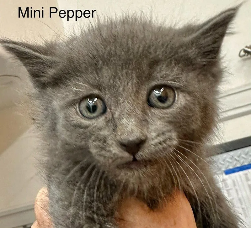 Mini Peppa