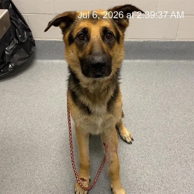 An adult large-sized male German Shepherd Dog dog named Bronco for adoption in Indianapolis, IN