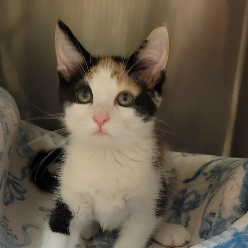 A baby small-sized female Calico Domestic Short Hair cat named Tinker Bell for adoption in Milan, IL