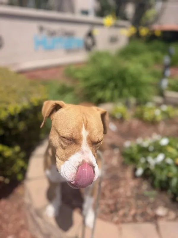 An adult large-sized female Pit Bull Terrier dog named Sammie Sandwich for adoption in San Diego, CA