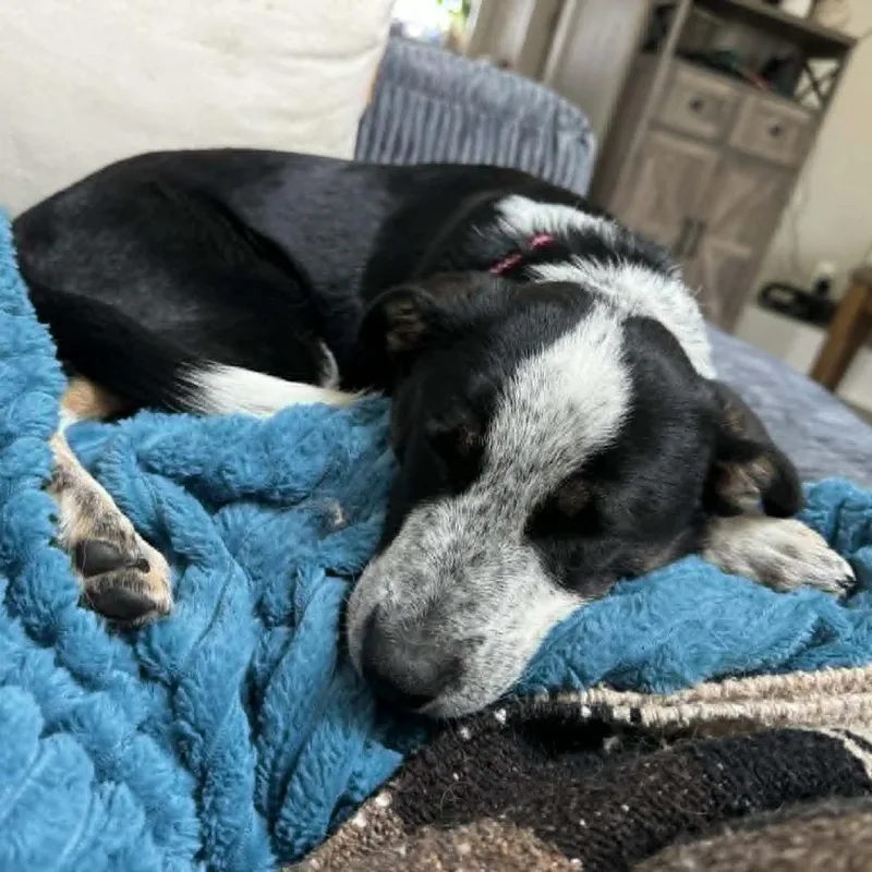 A baby medium-sized female Black Cattle Dog dog named Bubbles for adoption in Alma, WI