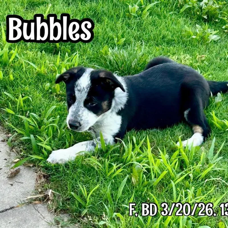 Bubbles thumbnail 5
