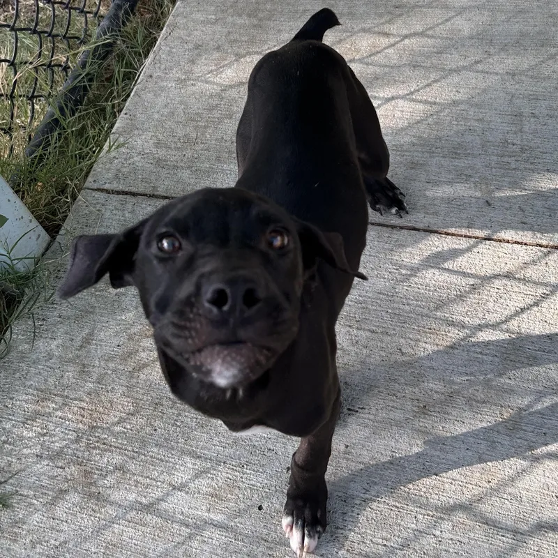 A baby medium-sized male Black Labrador Retriever dog named Wallace for adoption in The Colony, TX