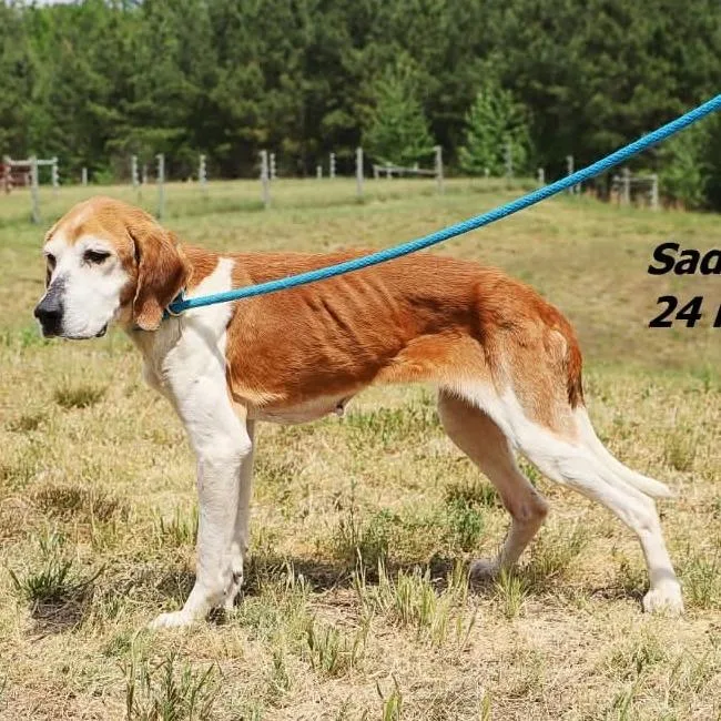 A senior medium-sized female Red / Chestnut / Orange American Foxhound dog named Trudy Anne for adoption in Chesapeake, VA