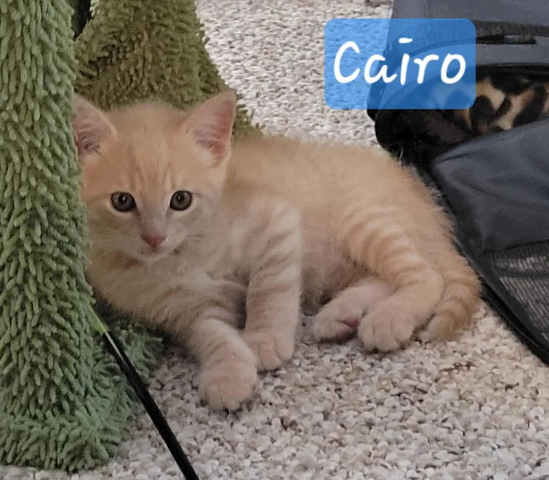 Cairo