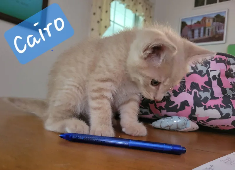 Cairo thumbnail 2
